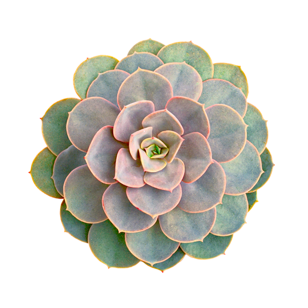 Growing Tips - Succulent Plant Wall Sticker (607x606), Png Download