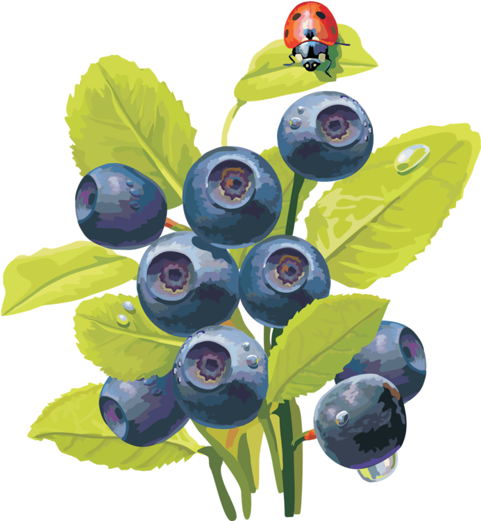 Blueberries - Ягоды Фото (700x752), Png Download
