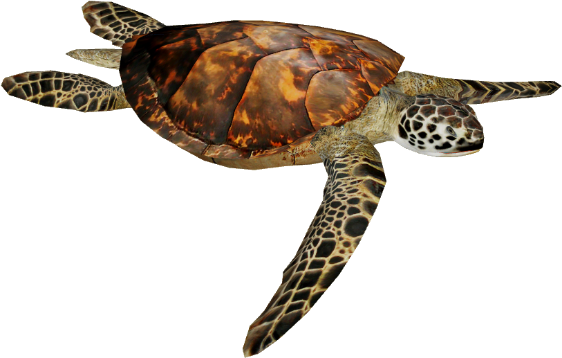 Hawksbill Sea Turtle 4 - Olive Ridley Turtle Png (812x812), Png Download