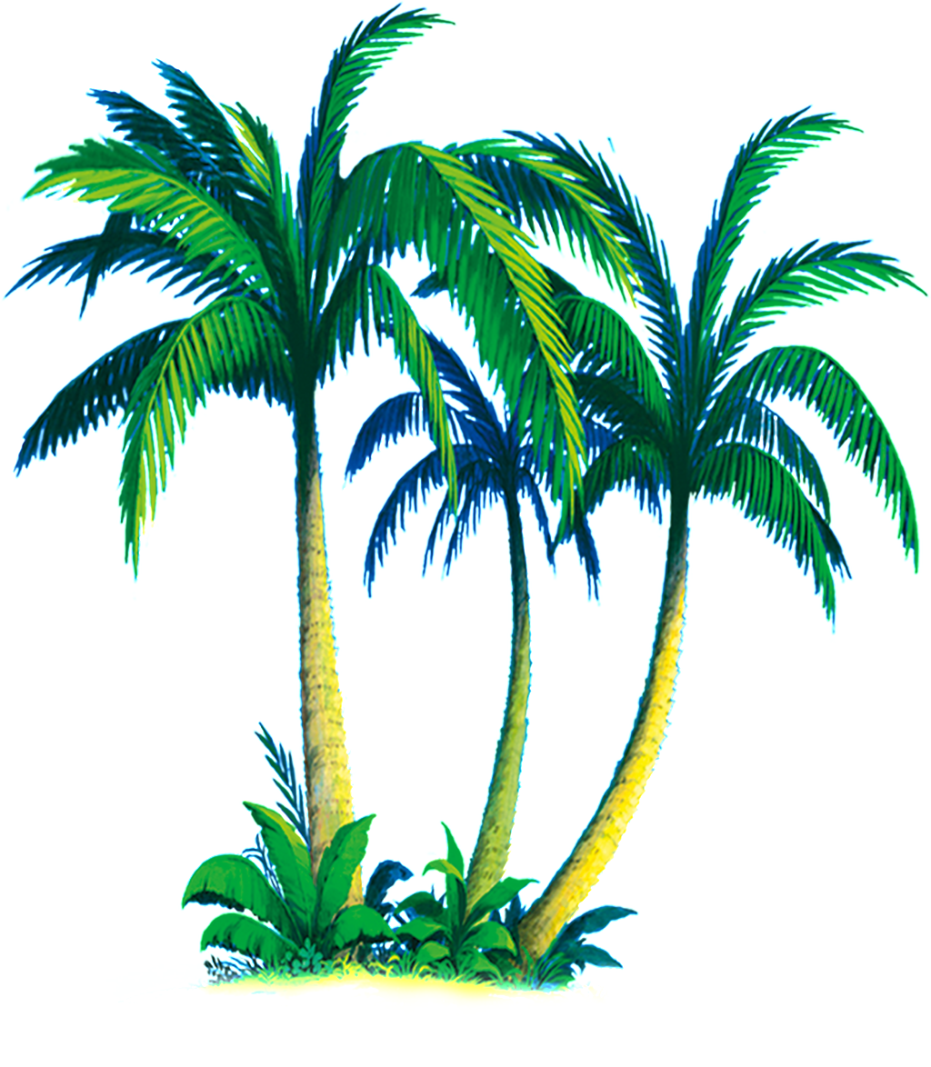 Cây Dừa Png (1024x1174), Png Download
