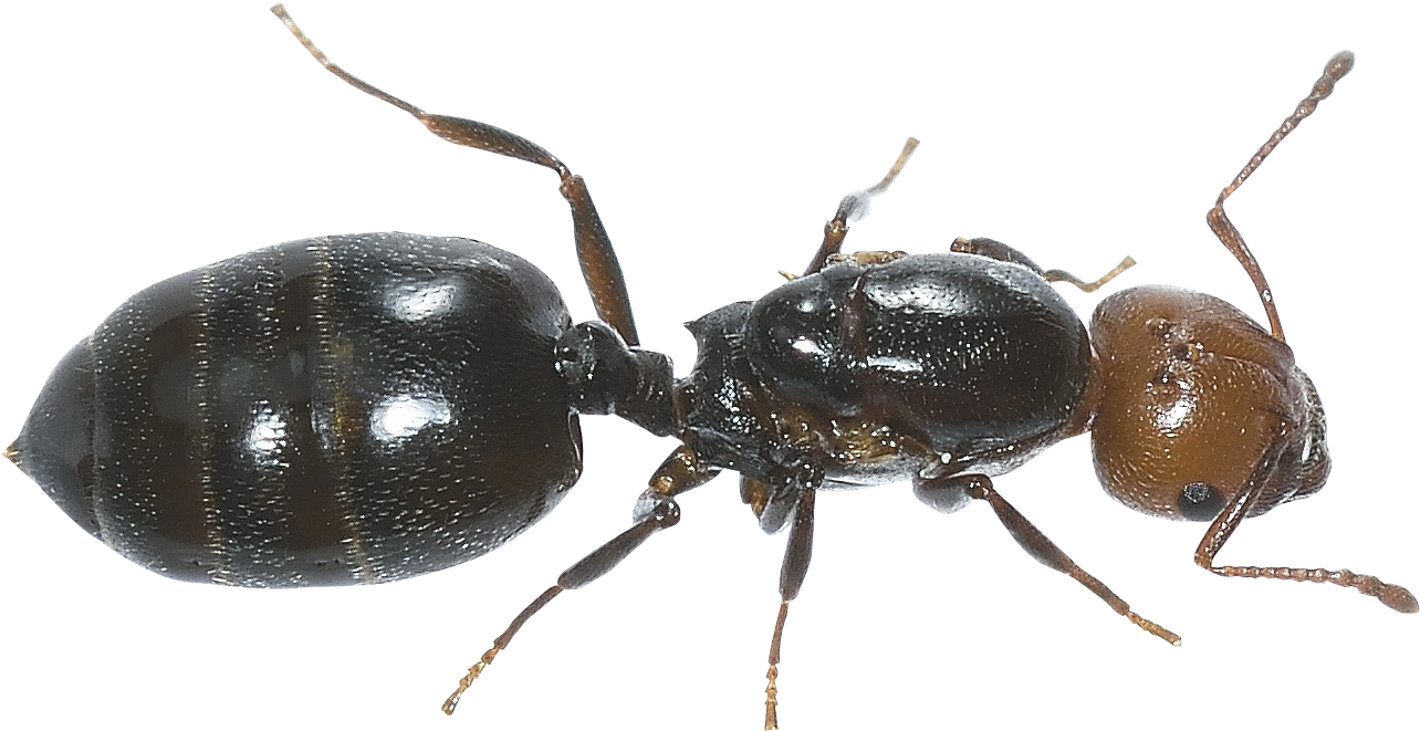 Ants Png Images Free Download - Ant Transparent Background (1387x800), Png Download