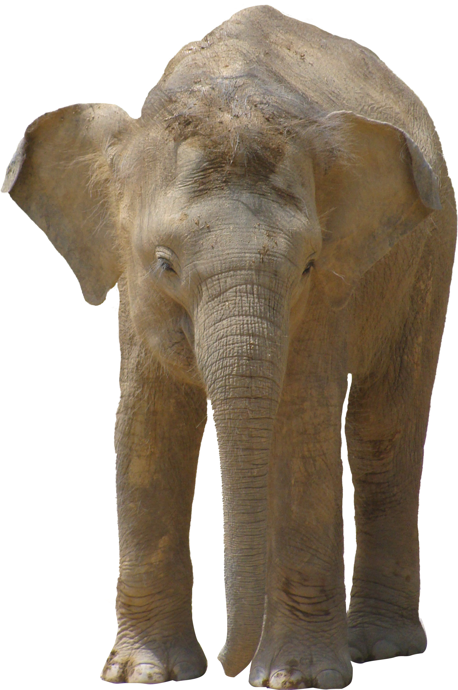 Elephant Png - Pngpix Com Elephant Png (1758x2455), Png Download
