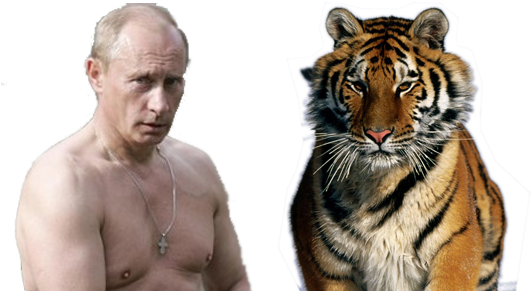 Nature Animals Tigers Customized Rectangle Mousepad, (900x458), Png Download