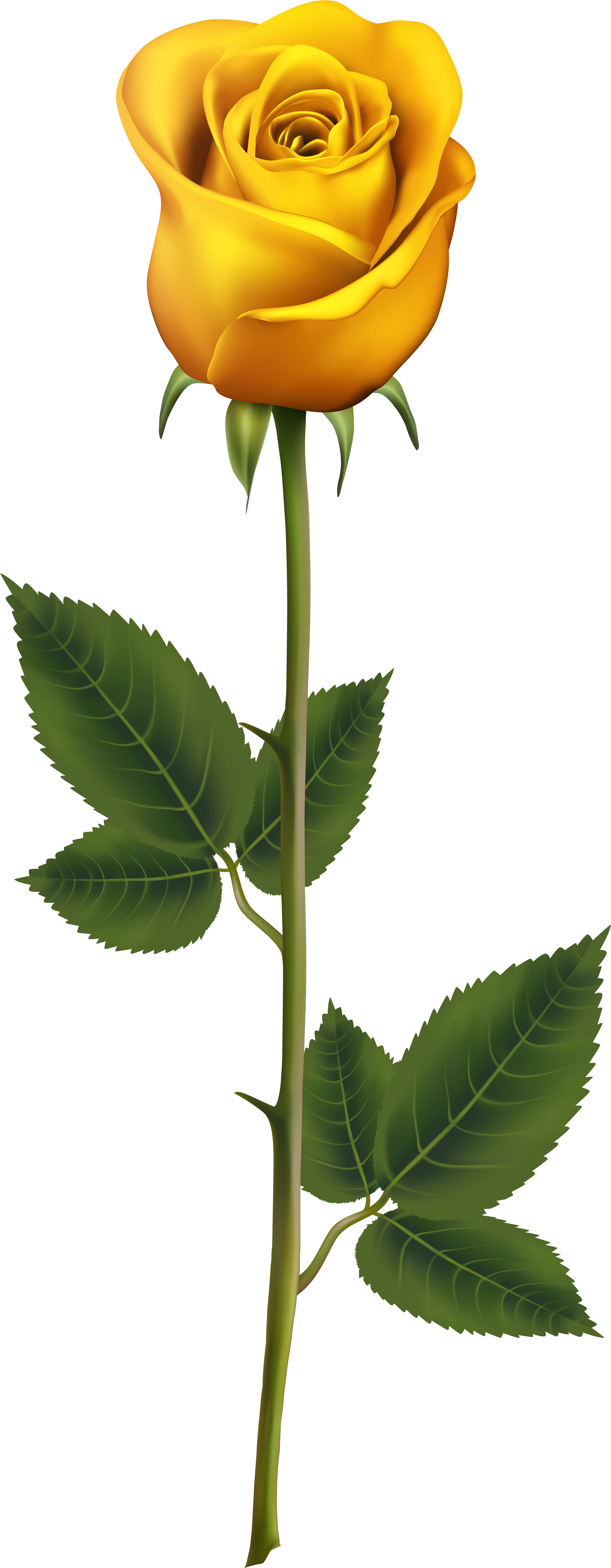 Free Yellow Rose Buckle Photos, Spring, Flowers, Hand - Yellow Rose With Stem (3375x8000), Png Download
