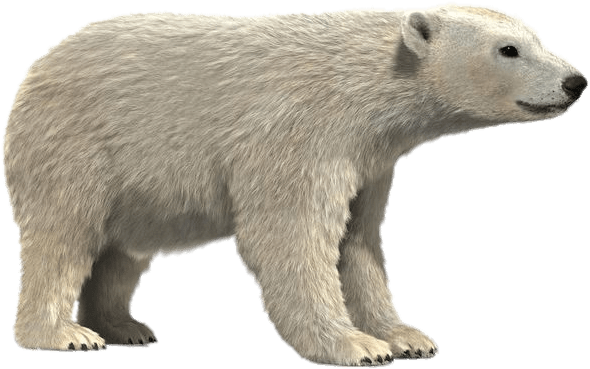 Polar Bear 3d Model - Polar Bear (736x736), Png Download