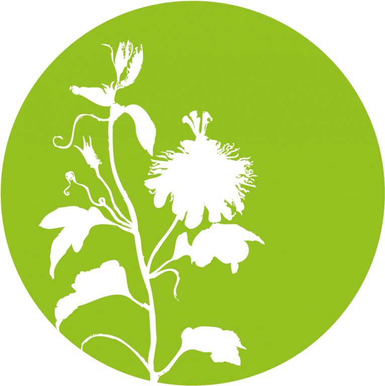 Tylophora Asthmatica L - Rhodiola Rosea (765x937), Png Download