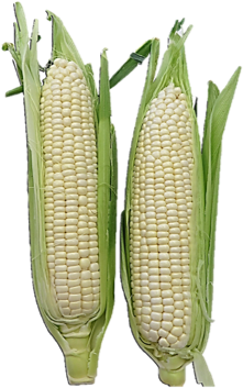 Fresh Sweet White Corn - Maize (587x443), Png Download