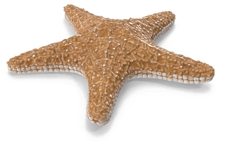 Starfish Png Image With Transparent Background - Starfish Png (600x600), Png Download
