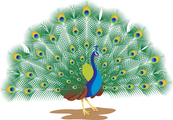 Go To Image - Peacock Images With Names (713x494), Png Download
