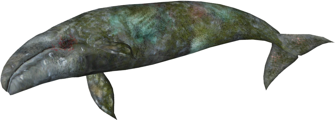 Dead Whale - Zt2 Download Library Whales (1128x1128), Png Download