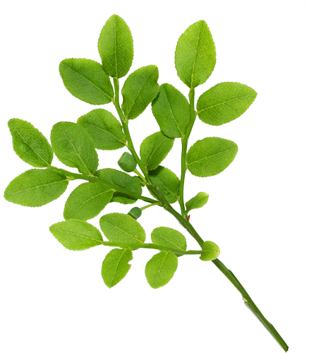 Real Leaves - Leaves (500x522), Png Download