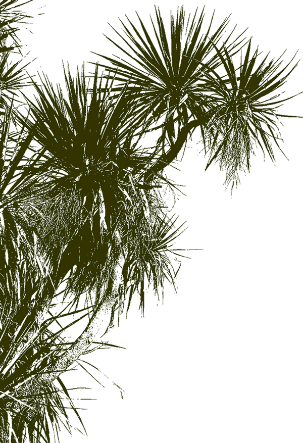 Cabbage Tree Background Image - Watercolourist (600x877), Png Download