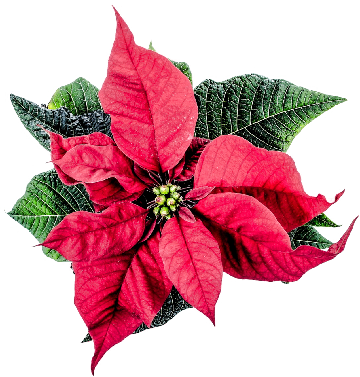 Christmas Poinsettia Flower Png Transparent Image - Poinsettia Png (1250x1309), Png Download