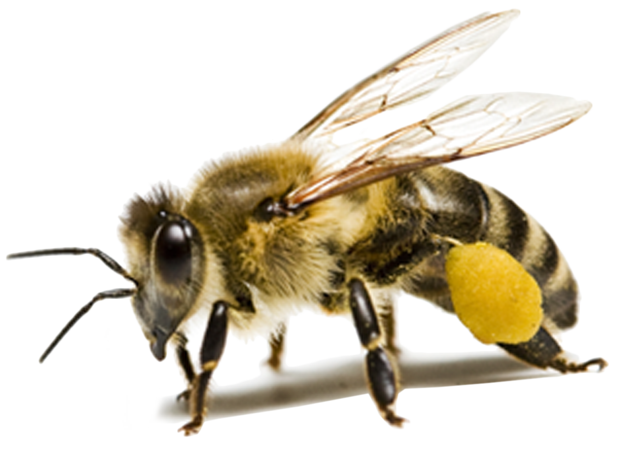 Bee Png Background Image - Insect Png (1248x917), Png Download