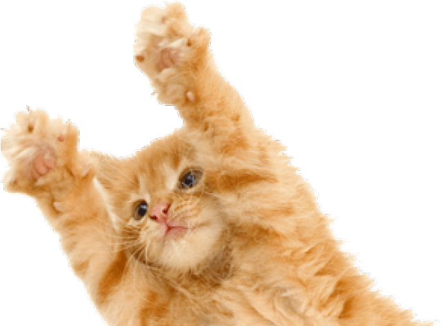 Kitten Png Transparent Images - Kitten Png (640x480), Png Download