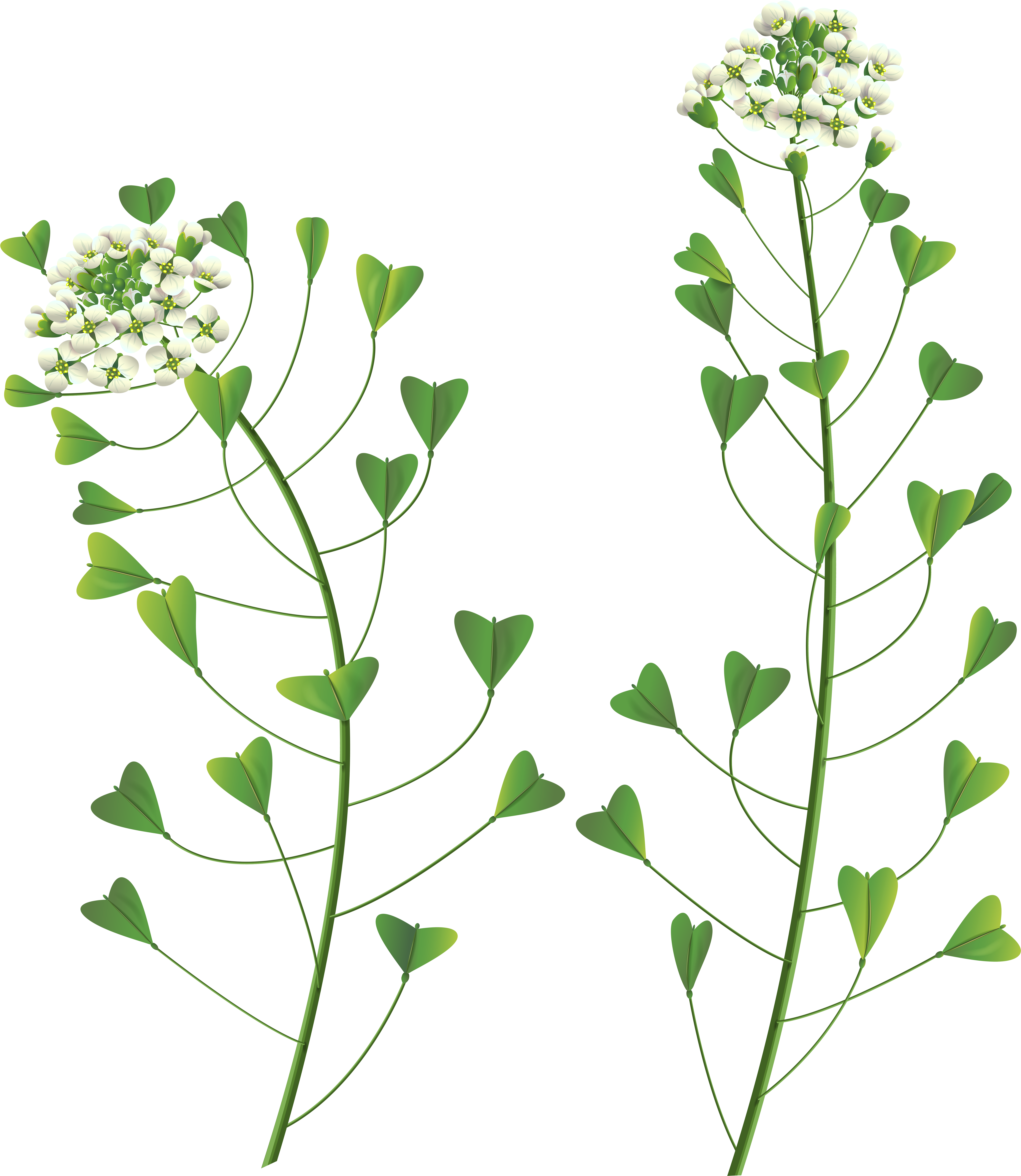 Clipart Stock Png Clip Art Image Gallery Yopriceville (7098x8000), Png Download