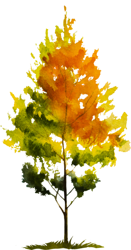 Maple Leaf (437x800), Png Download