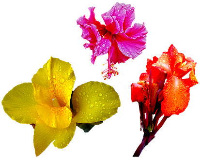 Flower, Orange, Red, Lily, Rain, Drops - Png Flower Drops (445x340), Png Download