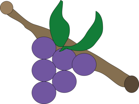 Grapevines Oregon Grape Grape Leaves Drawing - Uva Lila (454x340), Png Download