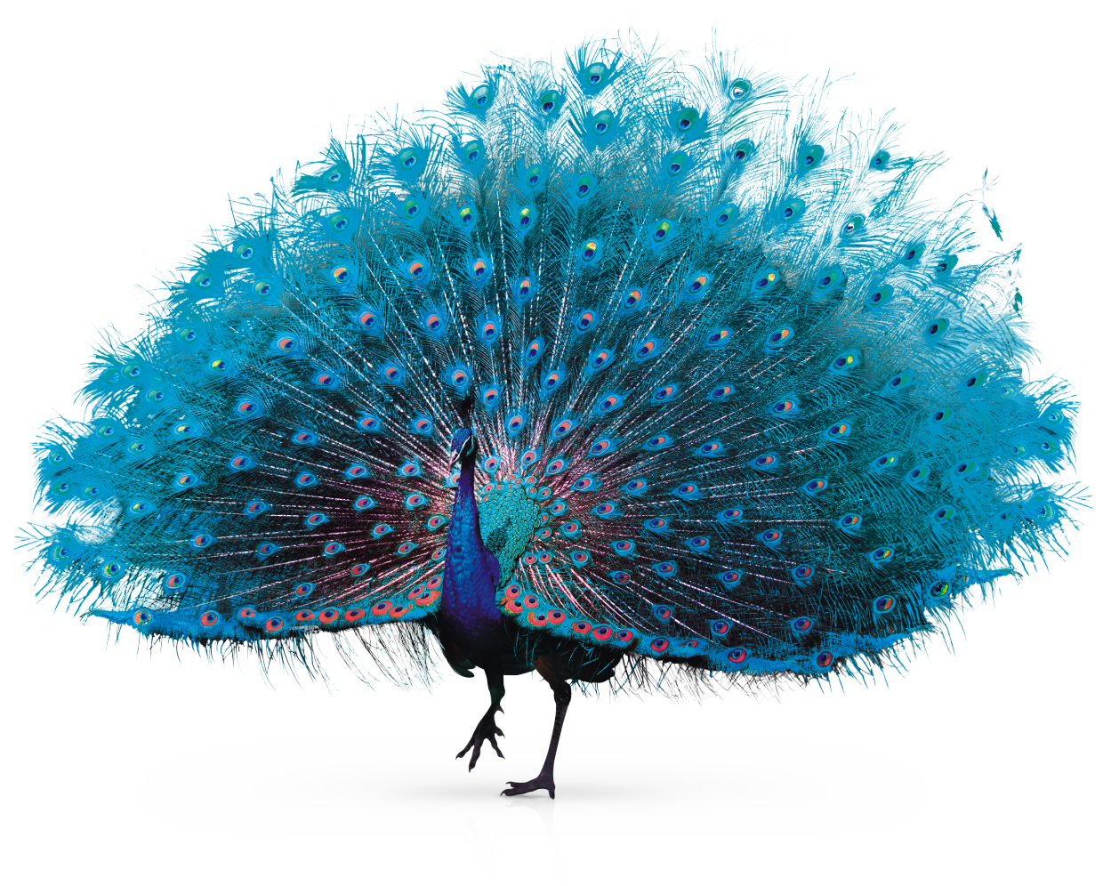 Pavo Real Png (1249x996), Png Download