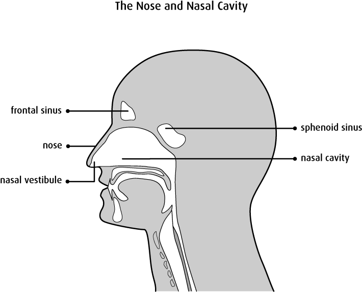 Structure Of The Nasal Cavity - Vestibule Des Fosses Nasales (710x572), Png Download
