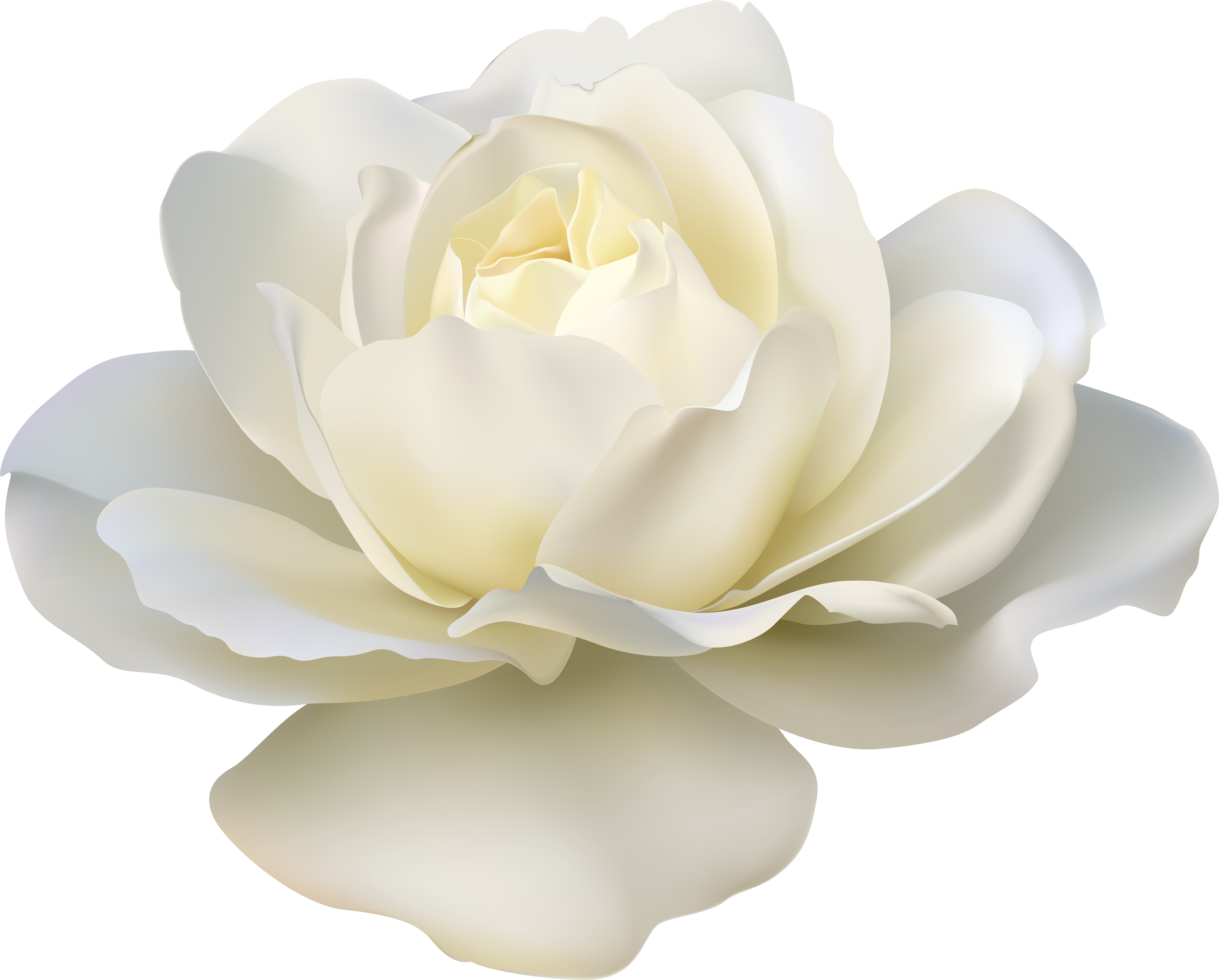 White Rose Png (7798x6333), Png Download