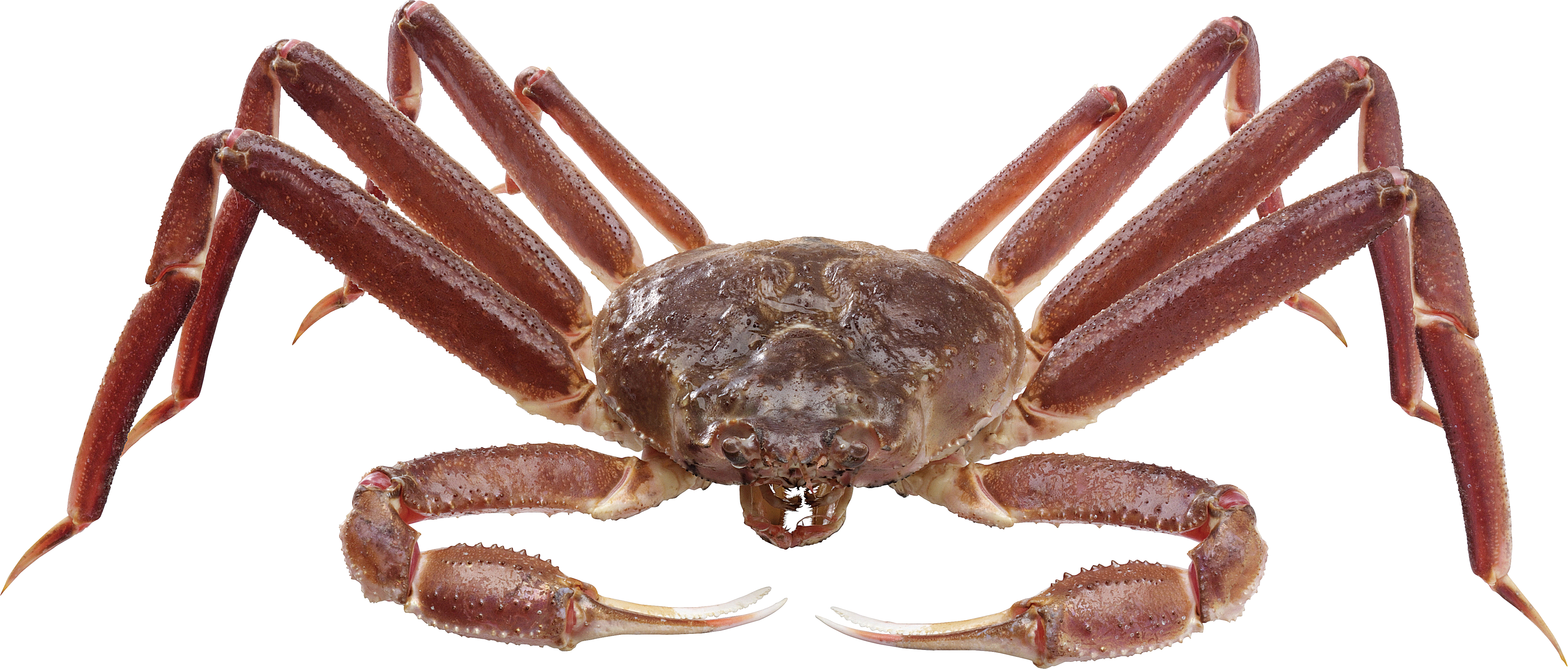 Crab Png Picture - Transparent Background Crab Png (4772x2035), Png Download