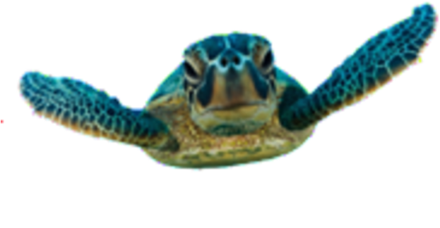 Vector Black And White Stock Fort Lauderdale Sea Turtle - Sea Turtle Egg Png (640x640), Png Download