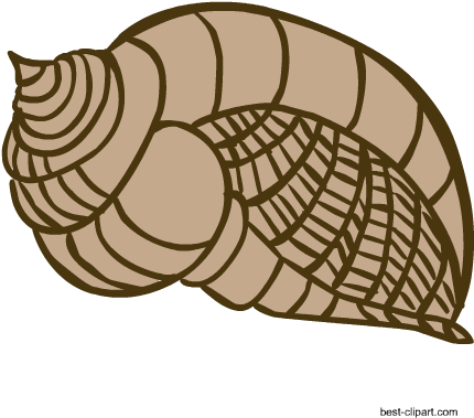 Big Brown Sea Shell Clip Art Image (450x450), Png Download