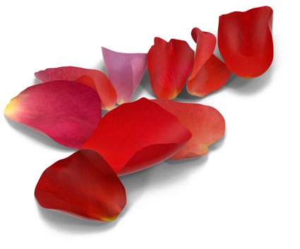 Rose Petals Png Picture - Red Rose Petal Png (600x600), Png Download