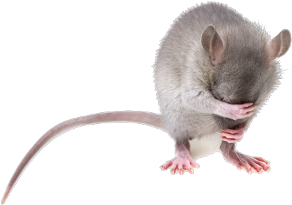 It Takes Years Of Experience And Training To Acquire - Neurobiology Of Abnormal Emotion And Motivated Behaviors: (431x350), Png Download