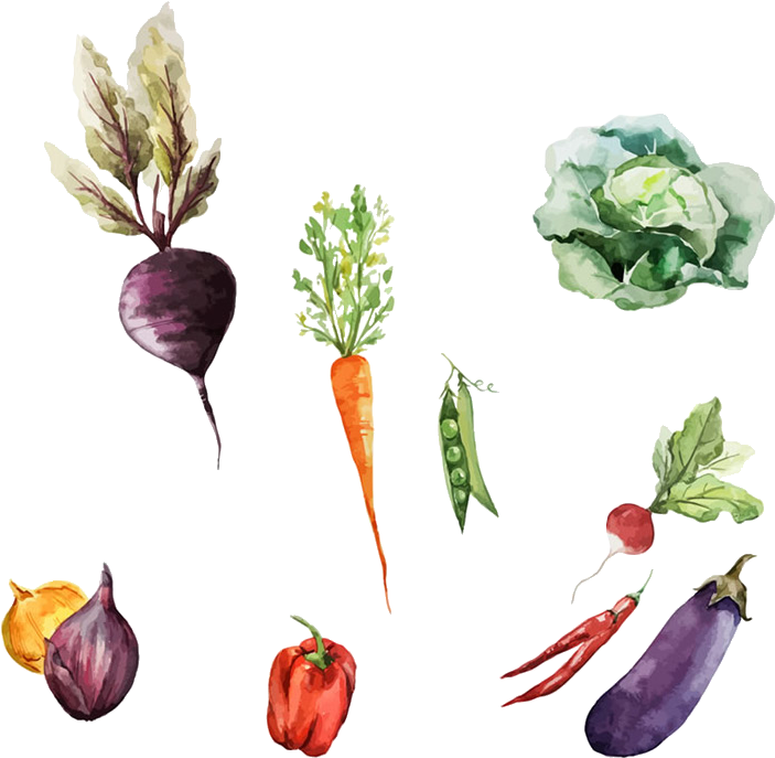 Svg Black And White Download Root Vegetables Painting - Watercolor Of Root Vegetables (1078x956), Png Download