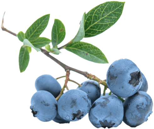 Blueberries Png - Blueberry No Background Png (850x567), Png Download