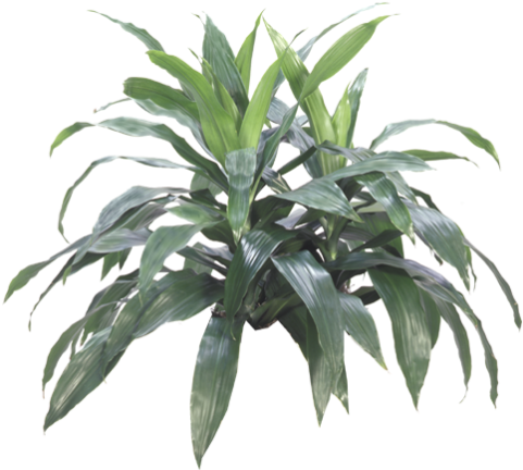 Zz Plant - Air Purifying Plants Nz (498x450), Png Download