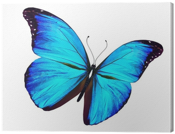 Blue Butterfly Flying, Isolated On White Canvas Print - Blue Butterfly In Flight (400x400), Png Download