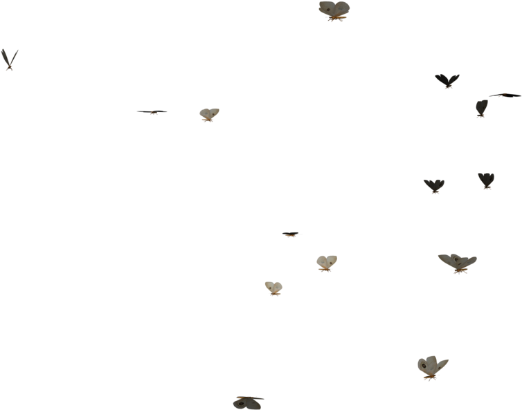 Flying Butterflies Png Clip Art Stock - Butterflies Flying Gif Png (900x630), Png Download