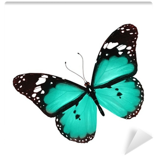 Blue Butterfly Flying, Isolated On White Wall Mural - Ptm Images,butterfly, 21.75x21.75 Decorative Wall Art, (400x400), Png Download