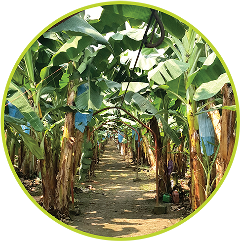 Our Mission Is To Produce And Commercialize The Highest - Woodland (500x504), Png Download
