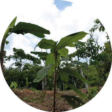 May 22, 2017 Protecting Forests In Côte D'ivoire - Plantation (380x380), Png Download