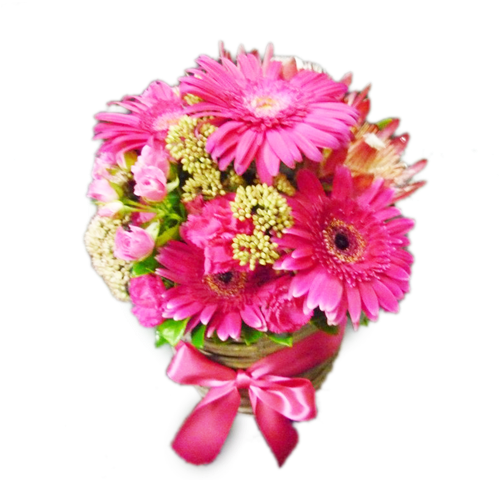 Barberton Daisy (500x500), Png Download