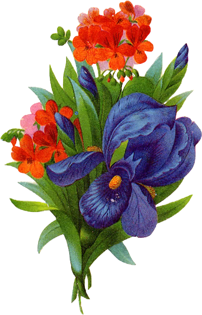 Paint Bouque Png Image - Thank You, Iris And Geranium Card (650x649), Png Download