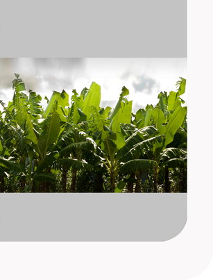 Whether For The Fruits Grown On Its Own Plantations - Fruit (307x403), Png Download