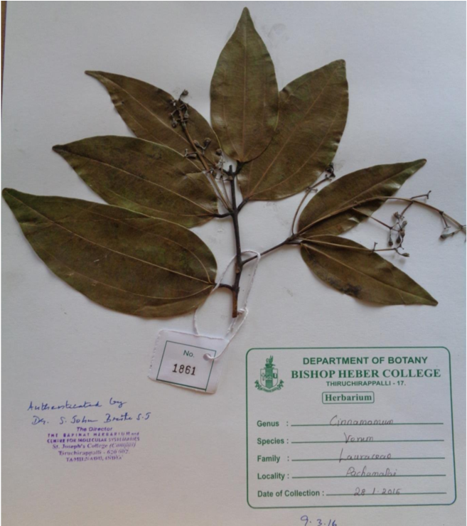 Specimen Collected From Pachamalai Hills, Tamilnadu - Pachamalai Hills (850x739), Png Download