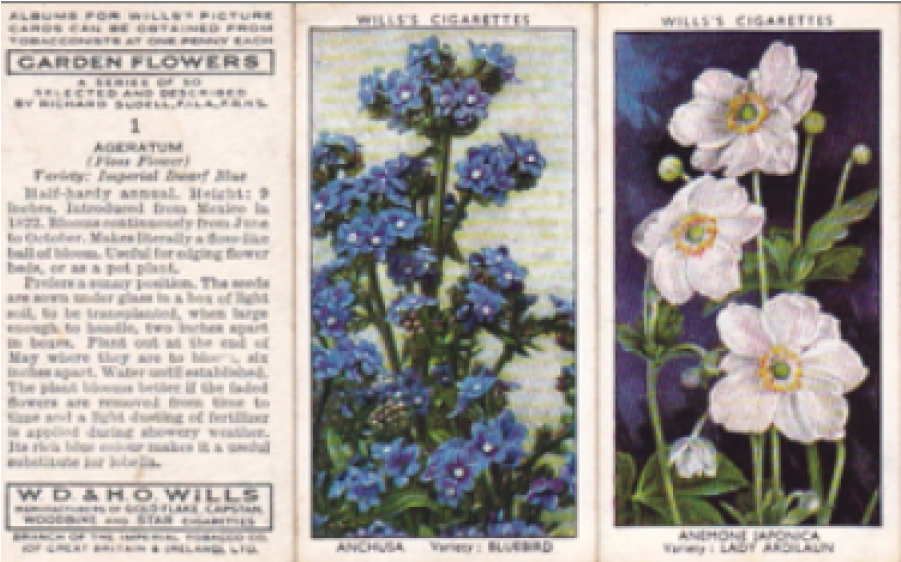 Alpine Forget-me-not (900x900), Png Download