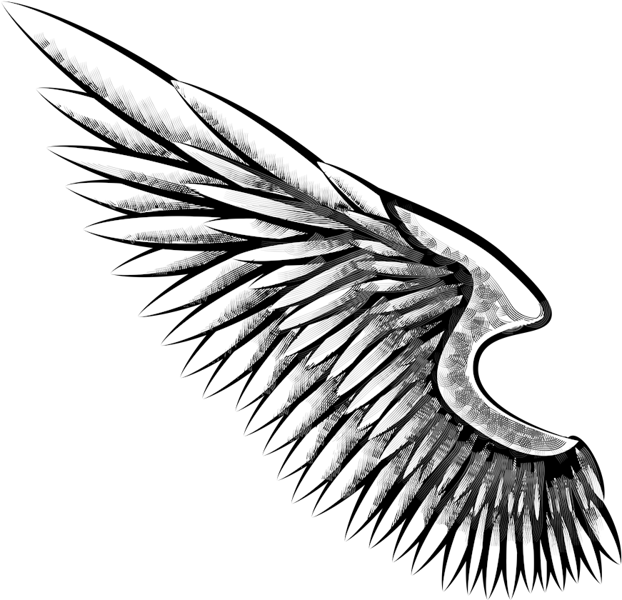 Eagle Wing Png Freeuse Download - Alas De Aguila Dibujo (1000x1000), Png Download