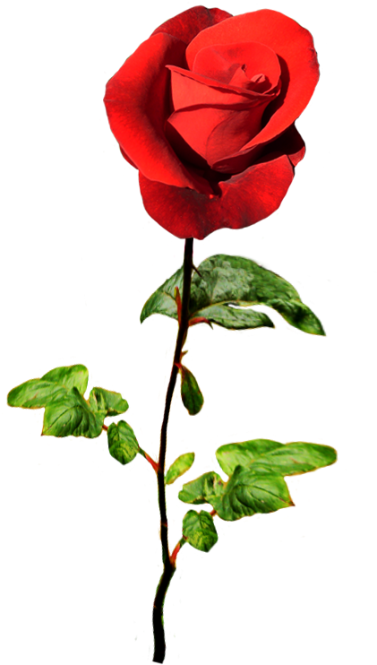 Red Rose For A Valentine Greeting - Natural Rose Png (591x766), Png Download