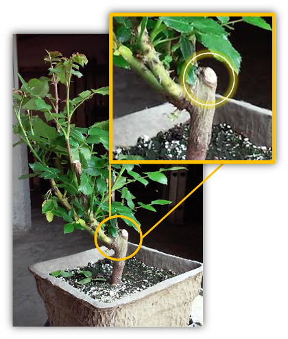 Grafted Rose Plant - Bonsai (420x493), Png Download
