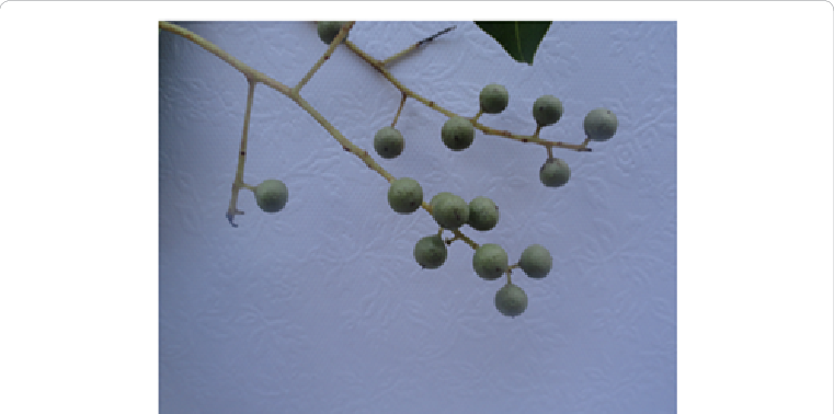 Embelia Ribes Burm - Embelia Ribes (761x378), Png Download