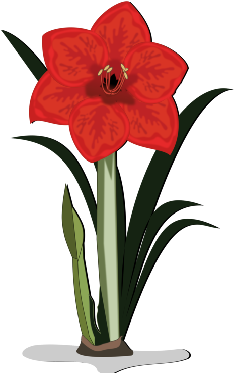 Download Vector Download Jersey Lily Cut Flowers Amaryllis Flower Cartoon Full Size Png Image Pngkit