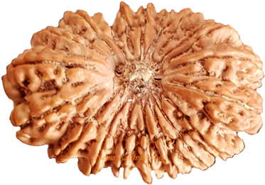 20 Mukhi 36mm - Price (600x375), Png Download
